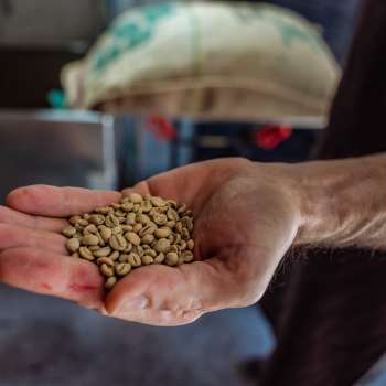 Nahaufnahme von einer Hand die Kaffeebohnen von Demmel Kaffee zeigt
