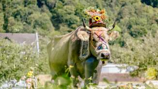 Kuh mit kunstvollem Blumenschmuck und Trachtenglocke bei der traditionellen Alpfahrt in Liechtenstein, vor grüner Naturkulisse