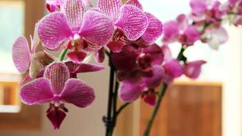 Wohnraum Ferienwohnung Beck Bärgtälli