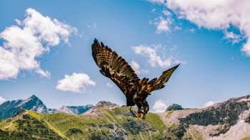 Adler fliegt in der liechtensteinischen Bergwelt