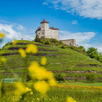 Frühlingshafte Wiesen mit gelben Blumen vor der Burg Gutenberg in Balzers – beliebte Etappe am Liechtenstein-Weg mit historischem Panorama