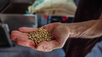 Nahaufnahme von einer Hand die Kaffeebohnen von Demmel Kaffee zeigt