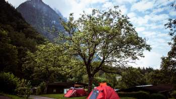 Zeltplatz auf dem Camping Mittagsspitze mit roten Zelten unter einem großen Baum vor Bergkulisse.