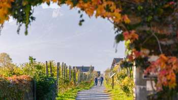 Herbstlicher Weinwanderweg, gesäumt von bunt gefärbten Blättern und einer Laube aus Reben.
