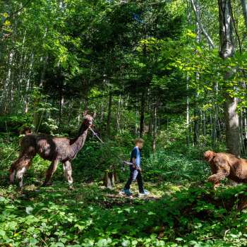 Lama- und Alpakatrekking durch den schattigen Wald