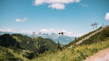 Ein majestätischer Greifvogel fliegt über die blühenden Alpenwiesen bei Malbun mit Blick auf die umliegenden Berge und das Rheintal. Ein majestätischer Greifvogel fliegt über die blühenden Alpenwiesen bei Malbun mit Blick auf die umliegenden Berge und das Rheintal.