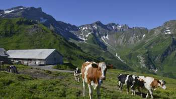 Kühe auf der Alp Gritsch in Liechtenstein vor beeindruckender Bergkulisse an einem sonnigen Sommertag.