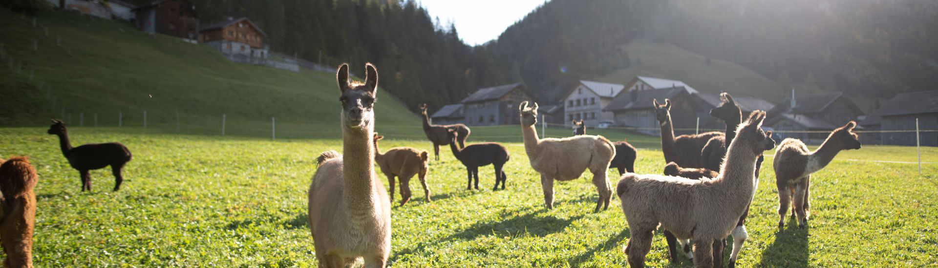 llama and alpaca farm