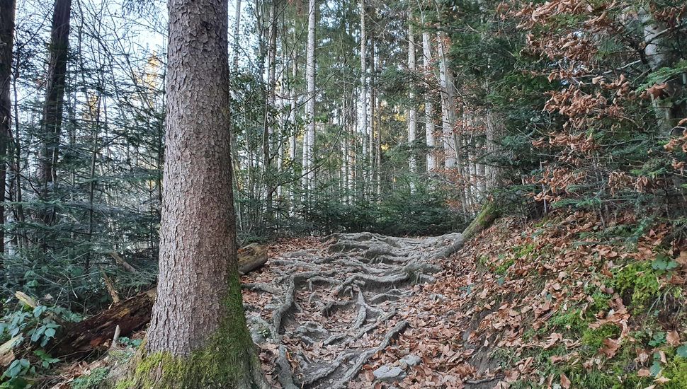 Liechtenstein Trail Schellenberg