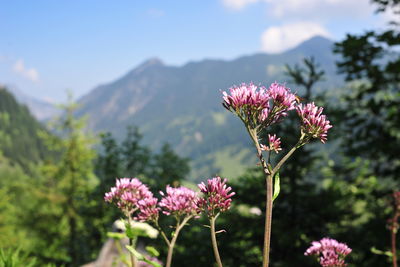 Flora in Liechtenstein